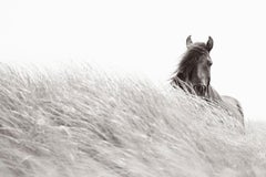 Lone Wild Horse Looks Over Tall Grass, Meditative, Calming, Equestrian