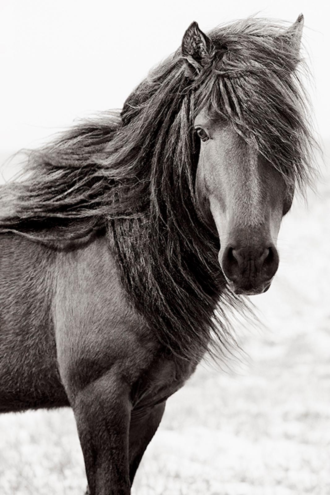 Cheval sauvage solitaire se tenant contre l'herbe sur l'île de Sable - Photograph de Drew Doggett