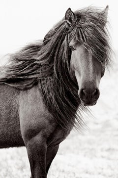 Lone wild horse standing against the grass on Sable Island