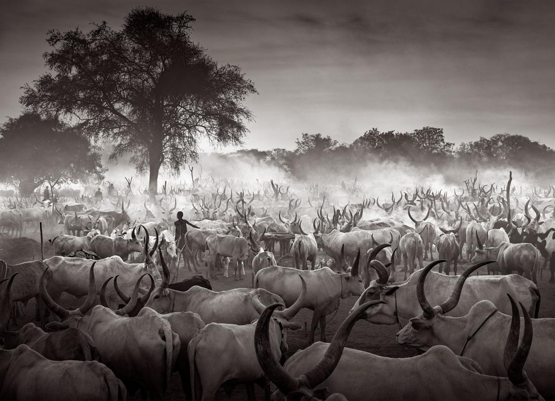 Drew Doggett Black and White Photograph - Long-Horned Cattle in Camp in South Sudan, Black & White 