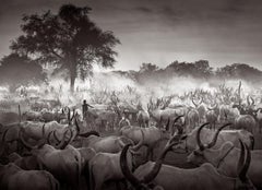 Long-Horned Cattle in Camp in South Sudan, Black & White 