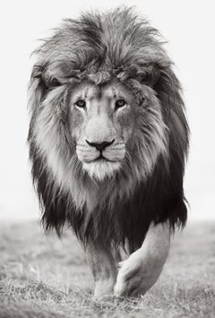 Male lion with a lage mane walking towards the camera, making eye contact