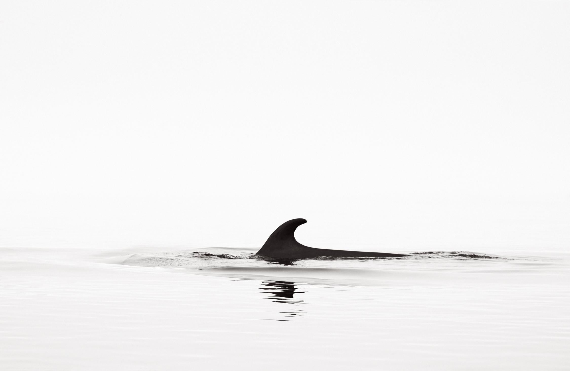 Drew Doggett Black and White Photograph – Minimale, abstrakte Schwarz-Weiß-Fotografie eines Wales beim Surfen