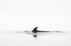 Minimale, abstrakte Schwarz-Weiß-Fotografie eines Wales beim Surfen