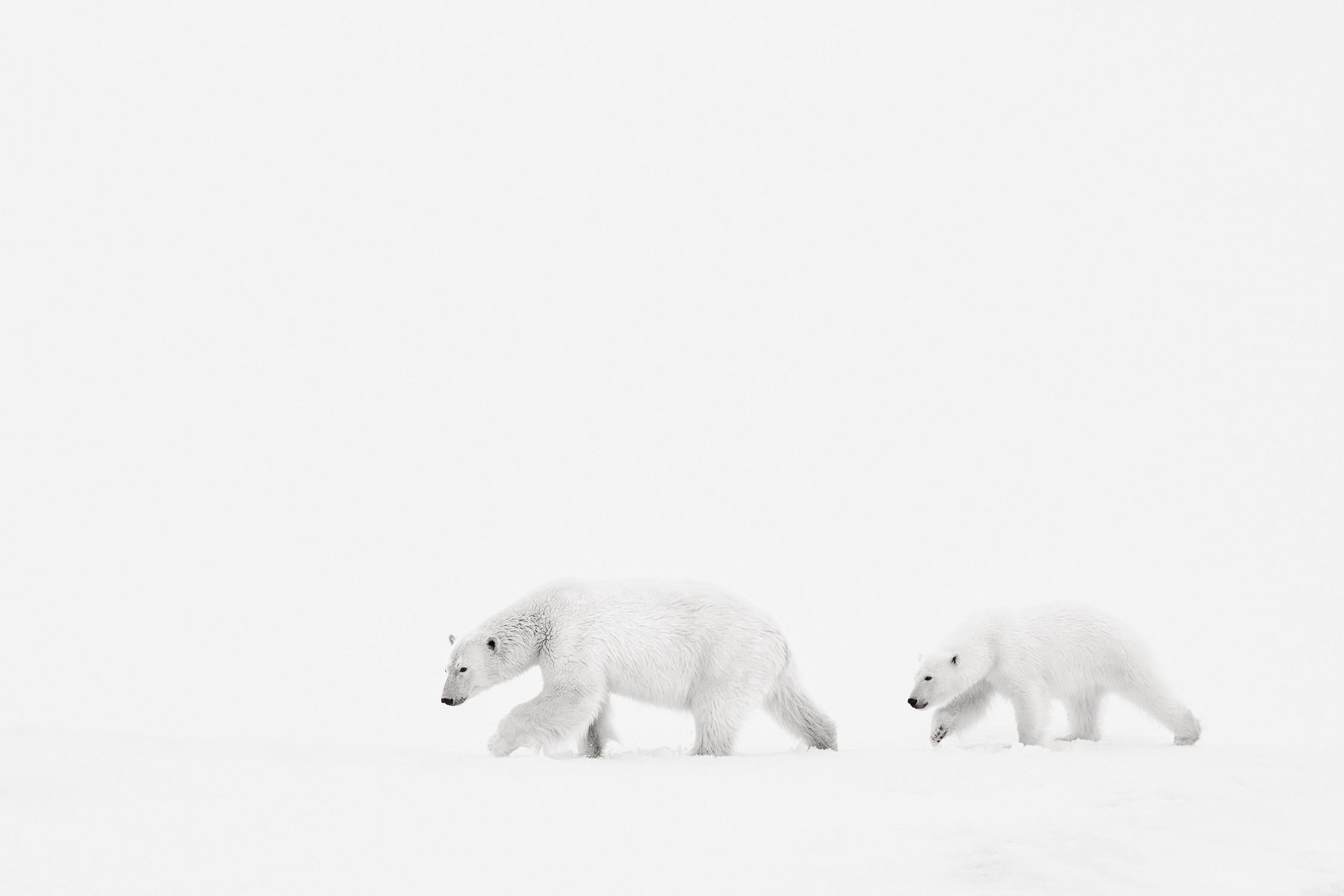 Drew Doggett Black and White Photograph - Minimal Backdrop with Mother and Cub Walking in the Arctic