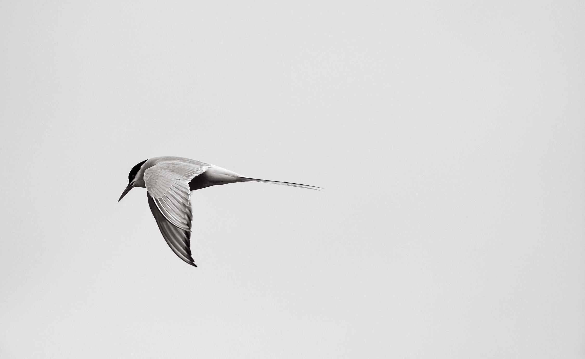 Drew Doggett Black and White Photograph – Minimale Schwarz-Weiß-Fotografie eines Vogels in Mid-Flight