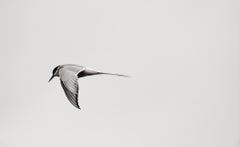 Minimal Black & White Photograph of a Bird in Mid-Flight