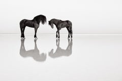Minimales Bild von zwei Friesenpferden auf der Salzwiese mit einer perfekten Reflexion