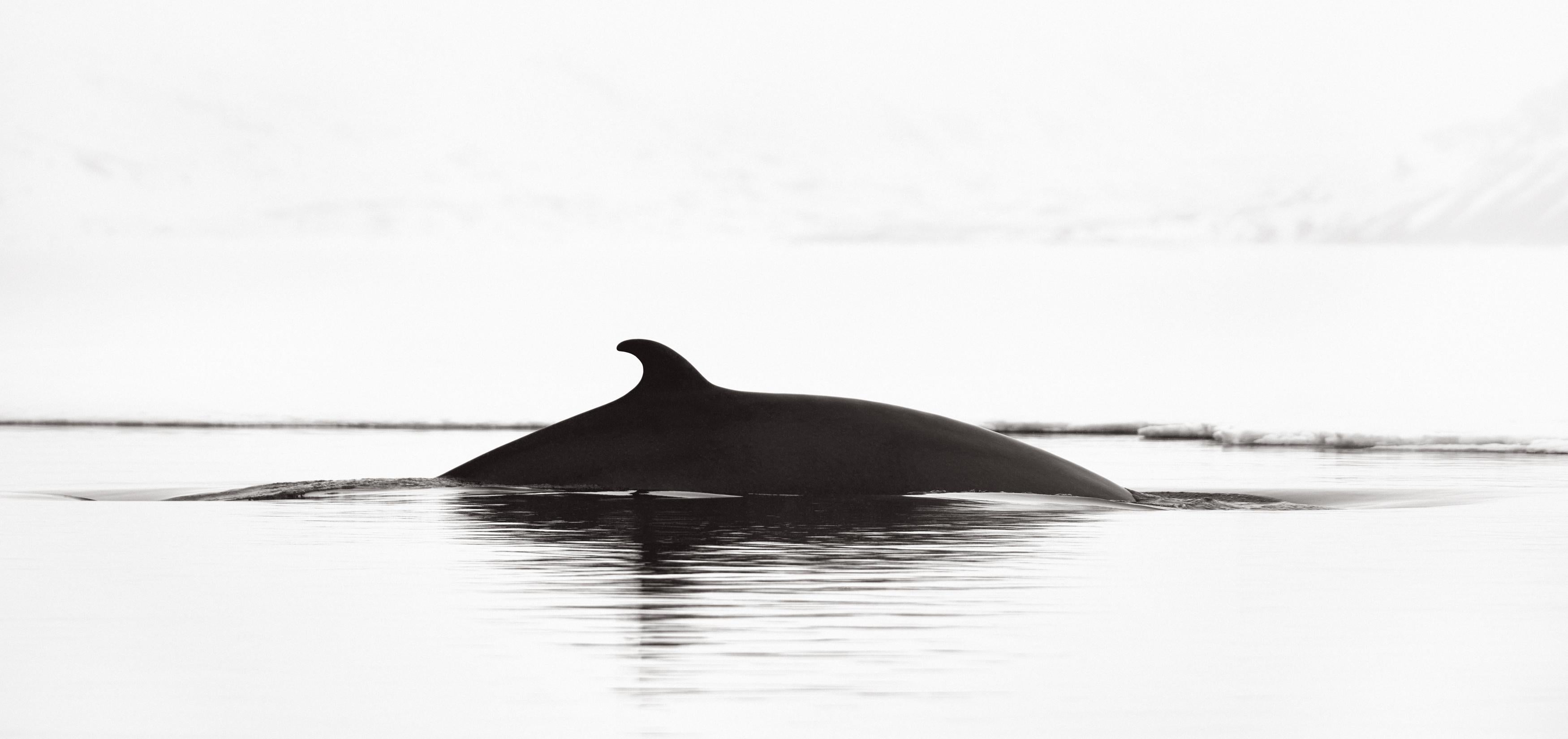 Zwergwal, der auf diesem flüchtigen Foto im Meereis auftaucht – Photograph von Drew Doggett