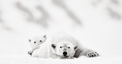 Mother and Cub Polar Bears Rest, Surreal Black & White Photography, Wildlife