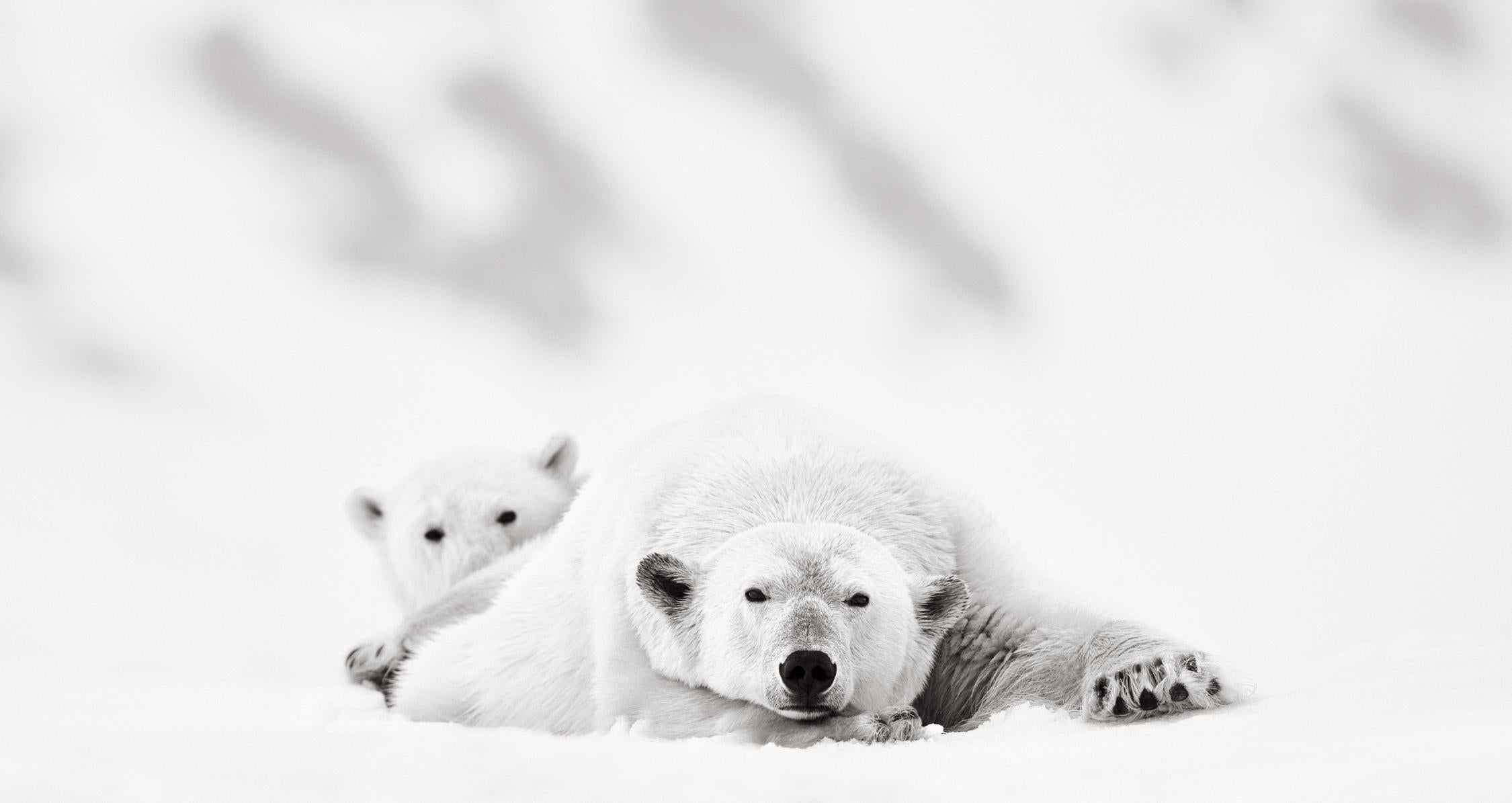 Black and White Photograph Drew Doggett - La mère et le petit ours polaire se reposent, Photographie surréaliste en noir et blanc, Vie sauvage