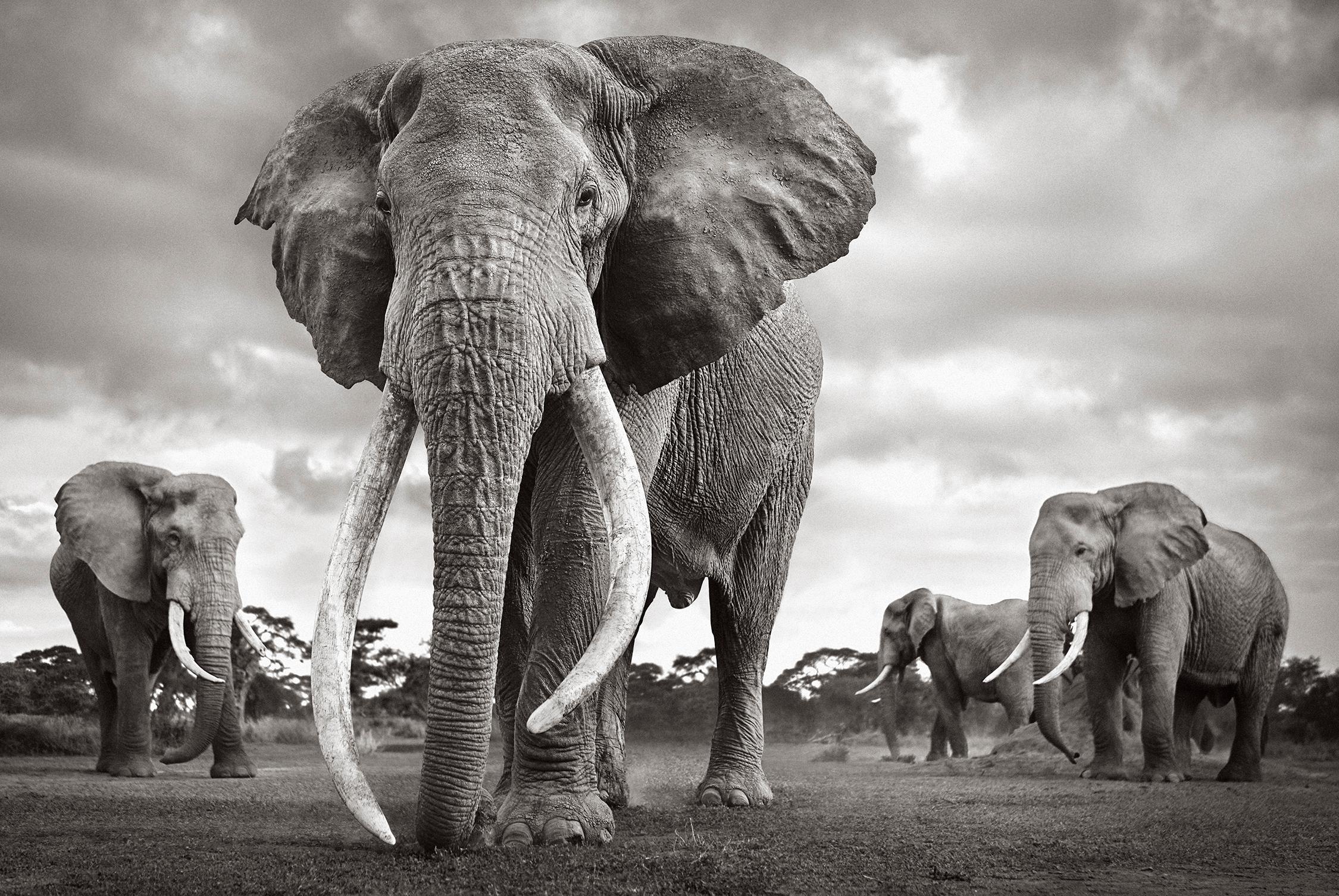 L'un des plus grands éléphants à super-défenses de la planète entouré d'autres grands taureaux.