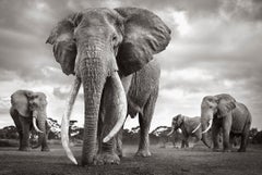 L'un des plus grands éléphants à super-défenses de la planète entouré d'autres grands taureaux.