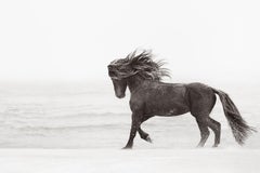 Un cavallo selvaggio che corre sulla spiaggia dell'isola di Sable