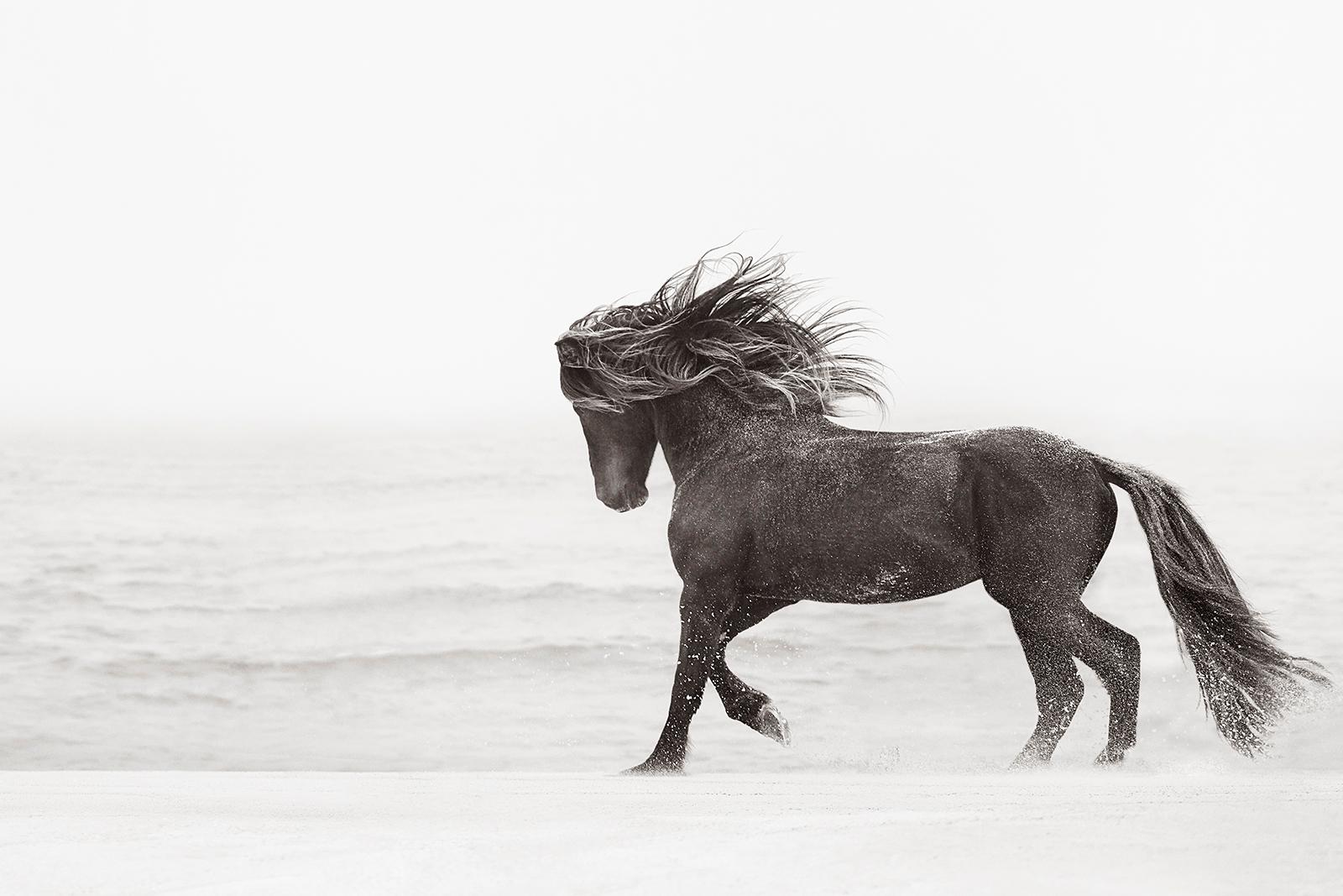 Drew Doggett Black and White Photograph – Ein Wildpferd, das am Strand von Sable Island läuft