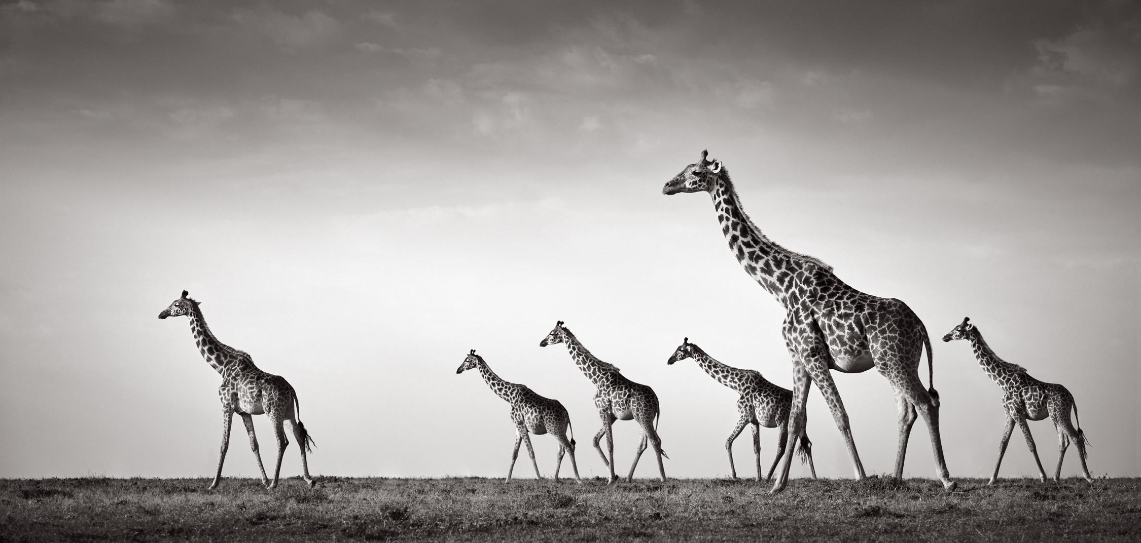 Drew Doggett Black and White Photograph - Otherworldly Black & White Image of a Herd of Giraffes Walking Across the Plains