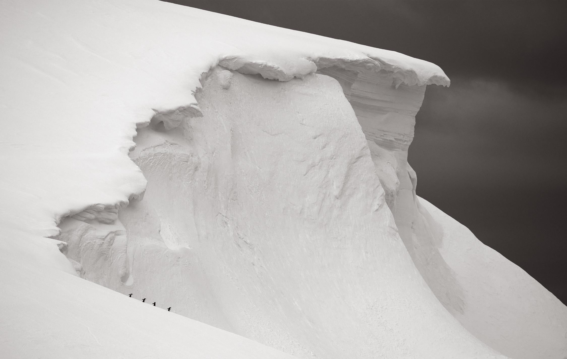 Otherworldly photograph of four penguins walking on the edge of a snowy iceberg