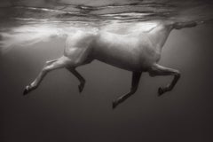 Andere Welt Weißes Pferd, das unter Wasser schwimmt, von der Mode inspiriert, Reiter