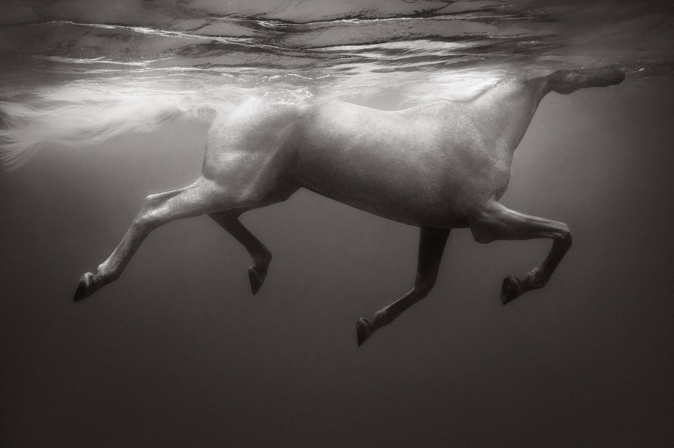 Drew Doggett Black and White Photograph – Otherworldly Weißes weißes Pferd, das unter Wasser schwimmt, Mode inspiriert, Reiter