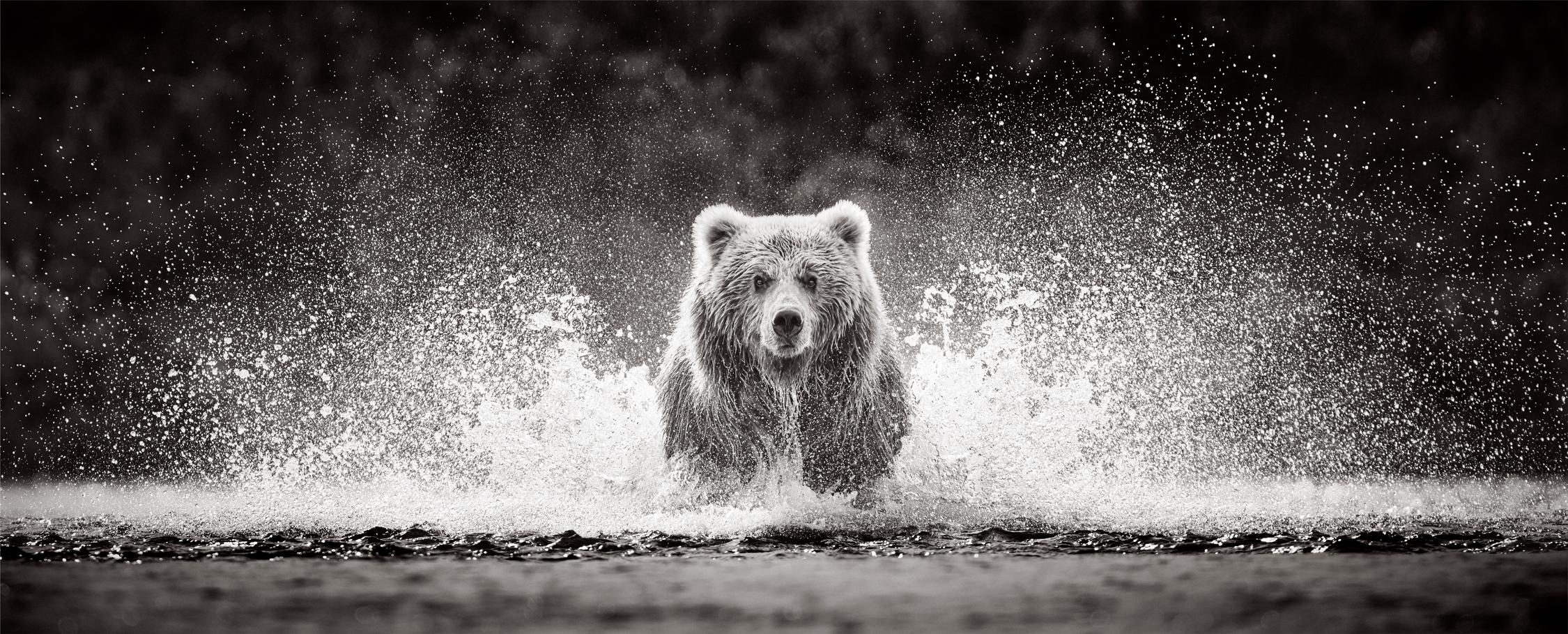 Immagine panoramica di un orso bruno che corre nell'acqua verso la telecamera - Photograph di Drew Doggett