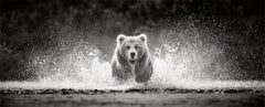 Immagine panoramica di un orso bruno che corre nell'acqua verso la telecamera