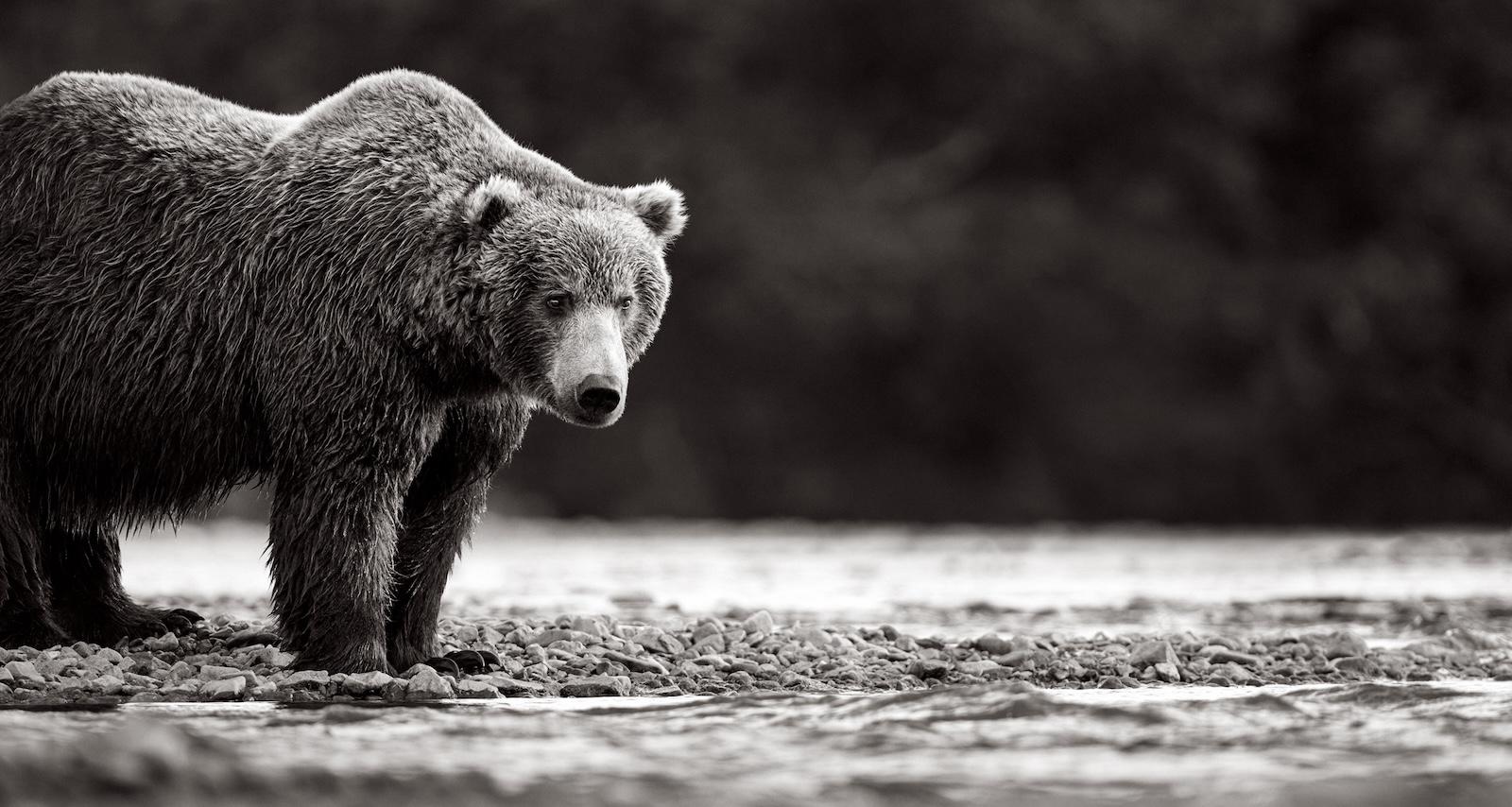 Foto de un gran oso pardo esperando al borde del arroyo durante la carrera del salmón - Photograph de Drew Doggett