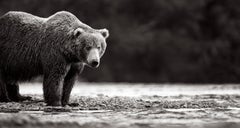 Photo of a large brown bear waiting at the creek's edge during the salmon run