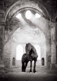 Fotografie eines Friesischen Pferdes in einer verlassenen Kirche mit Licht, das in