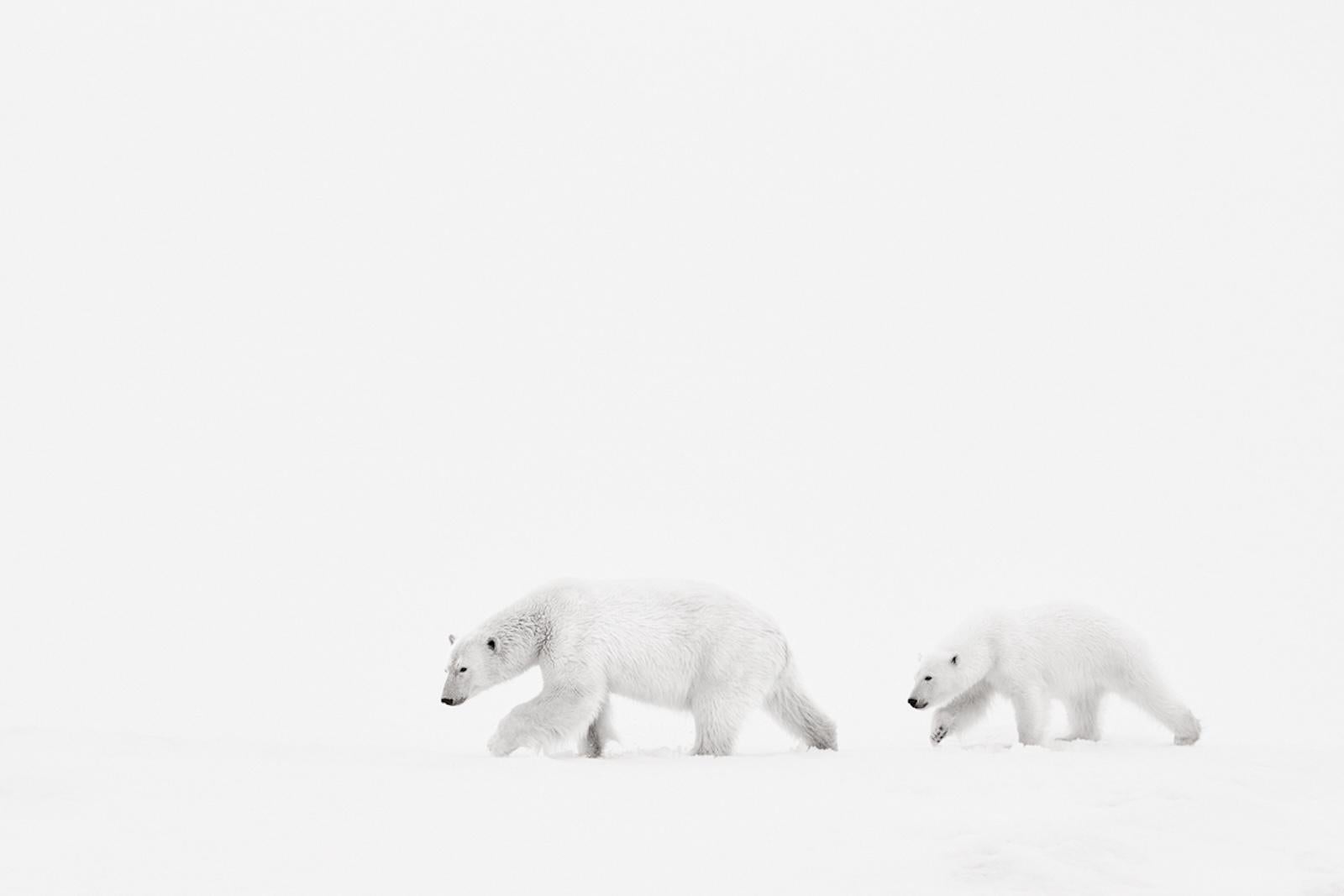 Polar bear mother and cub walking against flat, white, minimal backdrop - Photograph by Drew Doggett