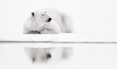 Polar Bear Resting at Water's Edge, Black & White Photography