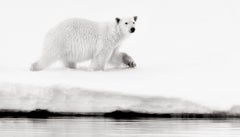 Ours polaire marchant près du bord de l'eau, photographie en noir et blanc