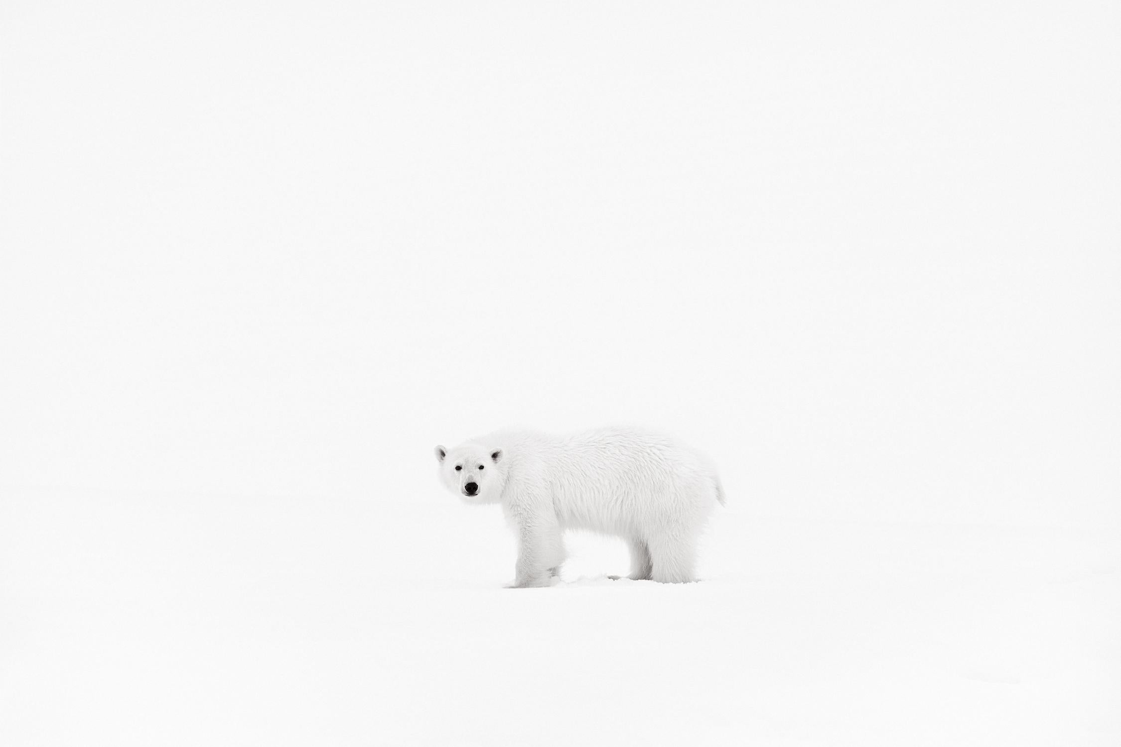 Drew Doggett Black and White Photograph – Polarbär mit minimalistischem Hintergrund, Tierwelt, Schwarz-Weiß-Fotografie
