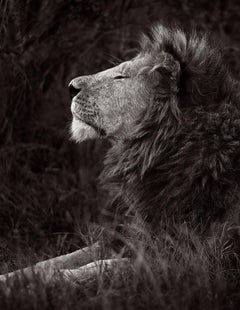 Porträt in Profile eines Löwen mit einem vollen Manne, der das Gras entspannt