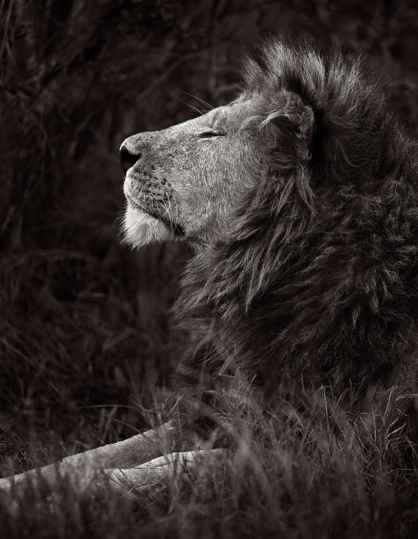Drew Doggett Black and White Photograph – Porträt in Profile eines Löwen mit einem vollen Manne, der das Gras entspannt