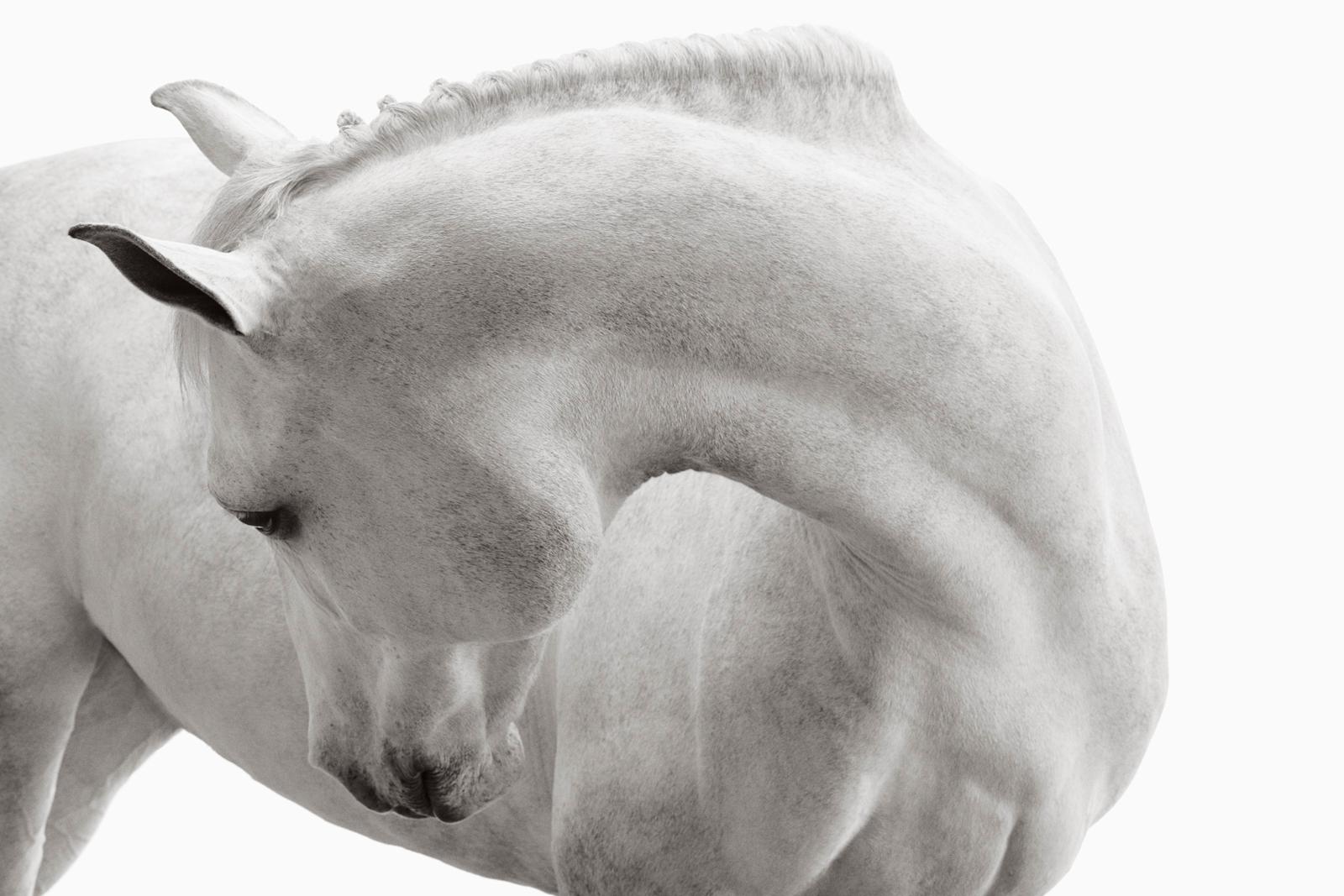Retrato de un hermoso y elegante caballo blanco en una fotografía inspirada en la moda - Photograph de Drew Doggett
