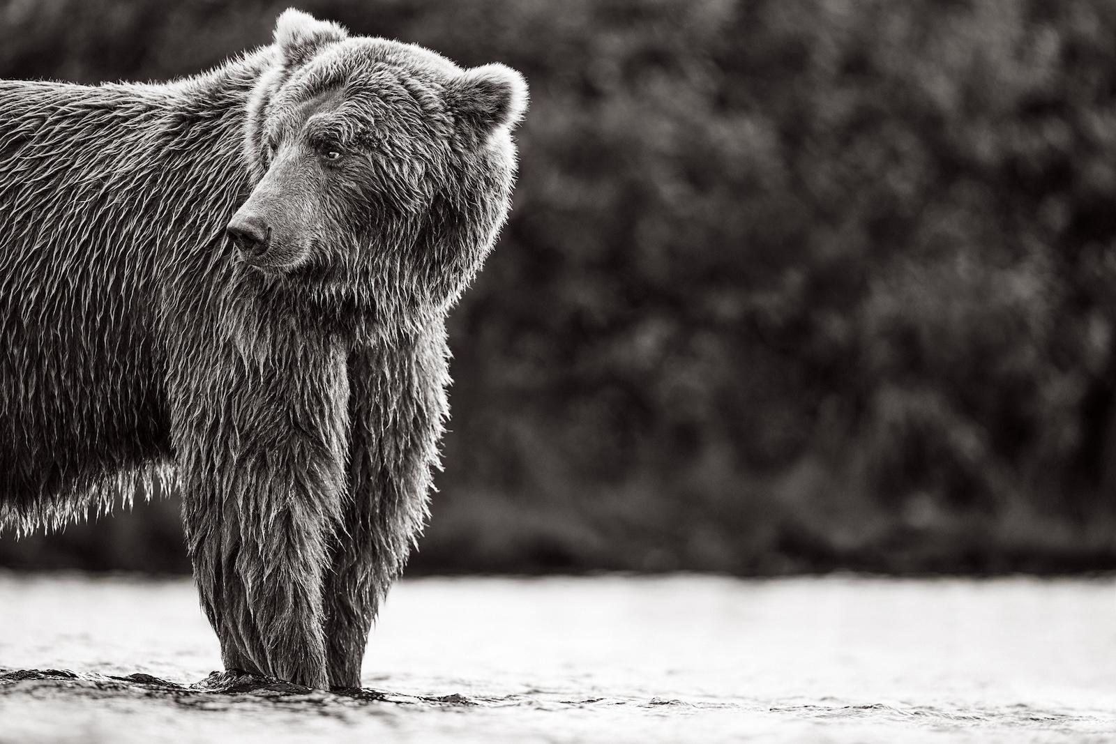 Drew Doggett Black and White Photograph - Portrait of a brown bear looking over his shoulder at the creek's edge