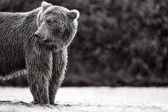 Porträt eines Braunbären, der am Bachufer über seine Schulter schaut