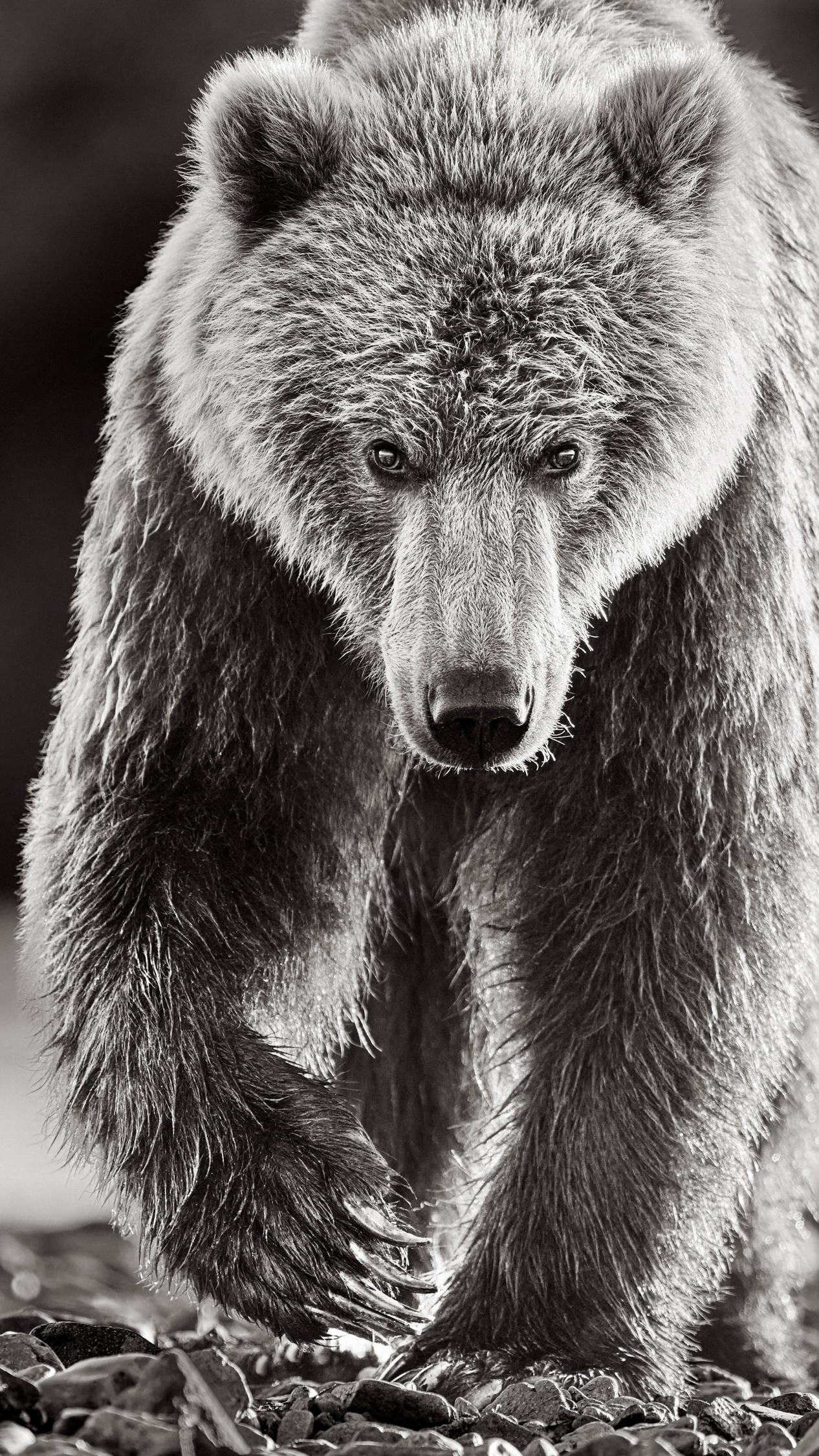 Portrait d'un ours brun dont le regard intense est mis au point - Photograph de Drew Doggett