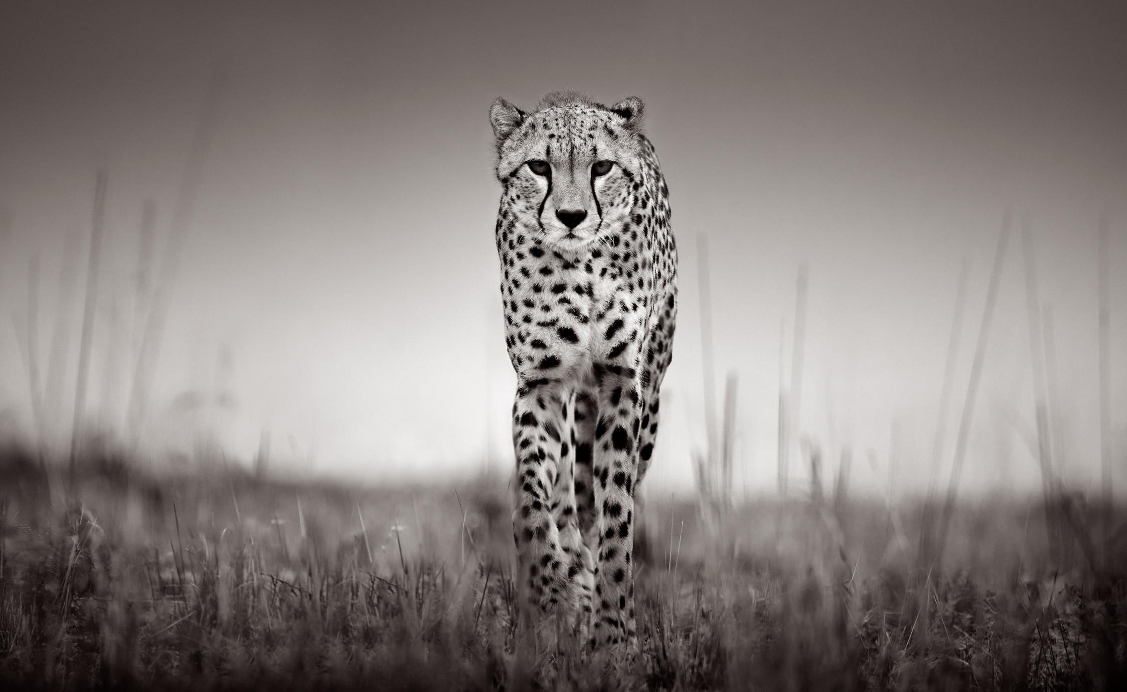 Drew Doggett Black and White Photograph – Porträt eines Geparden, der die Kamera im Gras wandert