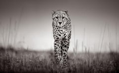 Porträt eines Geparden, der die Kamera im Gras wandert