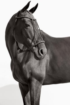 Portrait of a dark horse with an Argentinian halter
