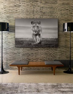 Porträt einer weiblichen Löwe im großen Gras Afrikas, Ikonisches Porträt