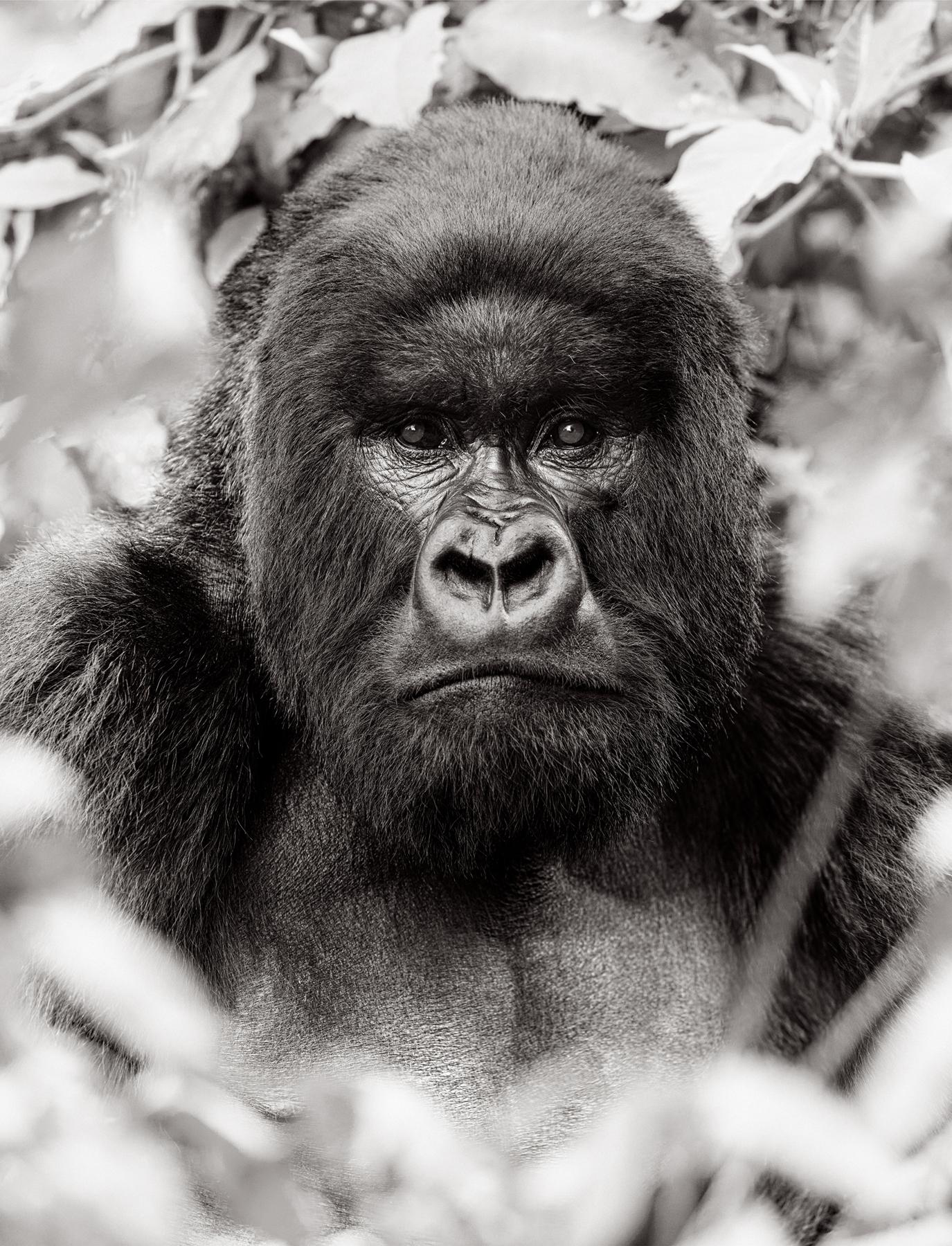 Black and White Photograph de Drew Doggett - Retrato de un gorila rodeado de follaje selvático en Ruanda