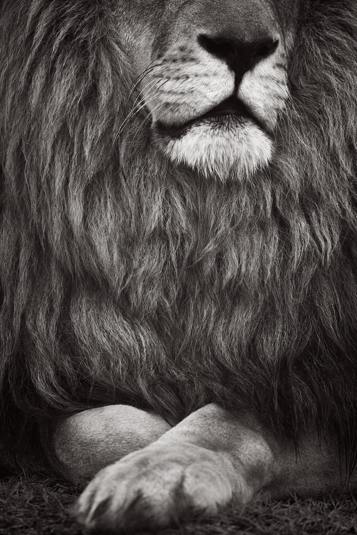 Portrait d
un lion à la large crinière, les pattes délicatement croisées