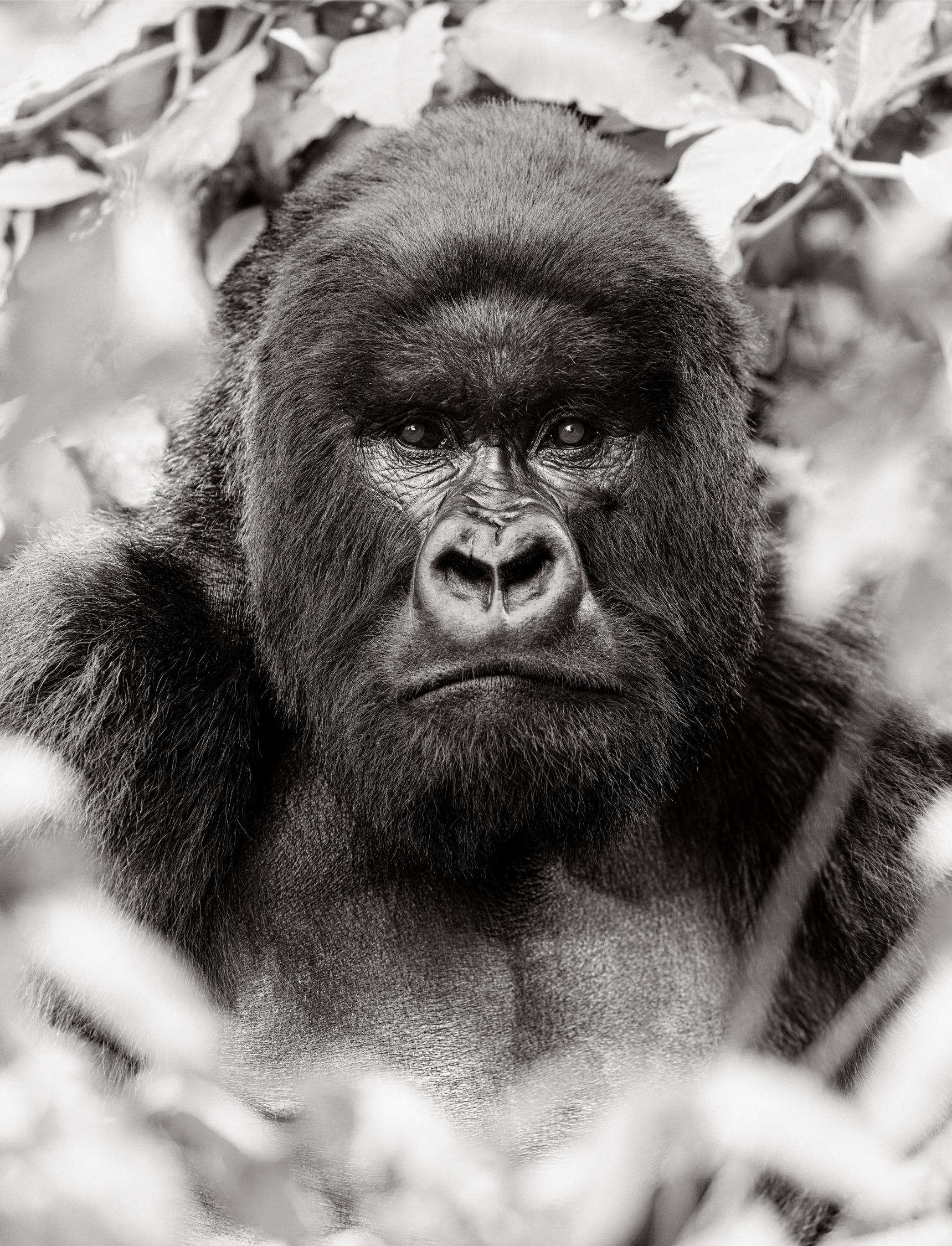 Drew Doggett Black and White Photograph – Porträt einer Gorilla mit silberner Rückseite und Hintergrund im Dschungel 
