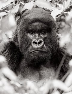 Portrait of a silverback gorilla with the background of the jungle 