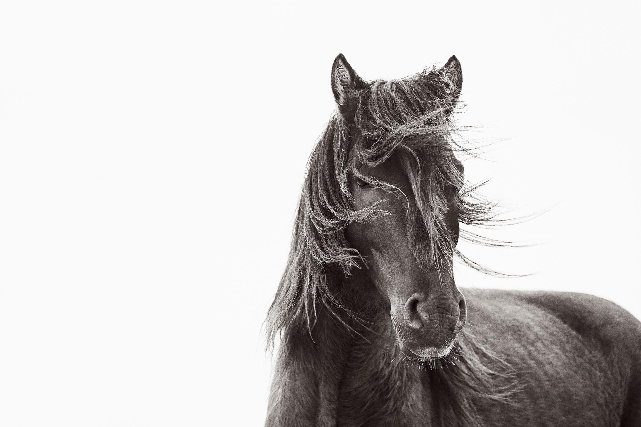 Ritratto di un cavallo singolo sull'isola di Sable con una bella criniera spazzata dal vento