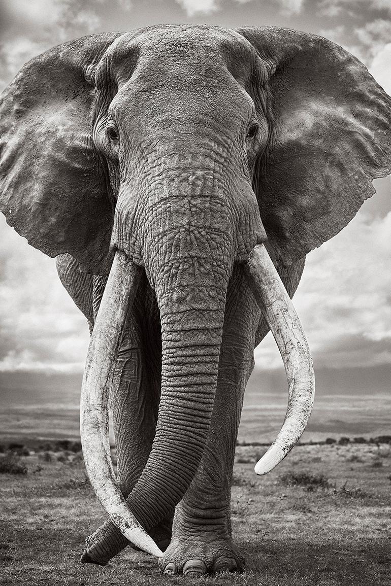 Drew Doggett Black and White Photograph - Portrait of a Super Tusk Elephant, Iconic, Classic, Africa