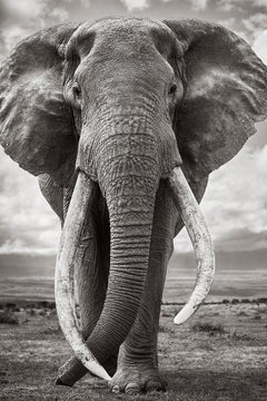 Portrait of a Super Tusk Elephant, Iconic, Classic, Africa