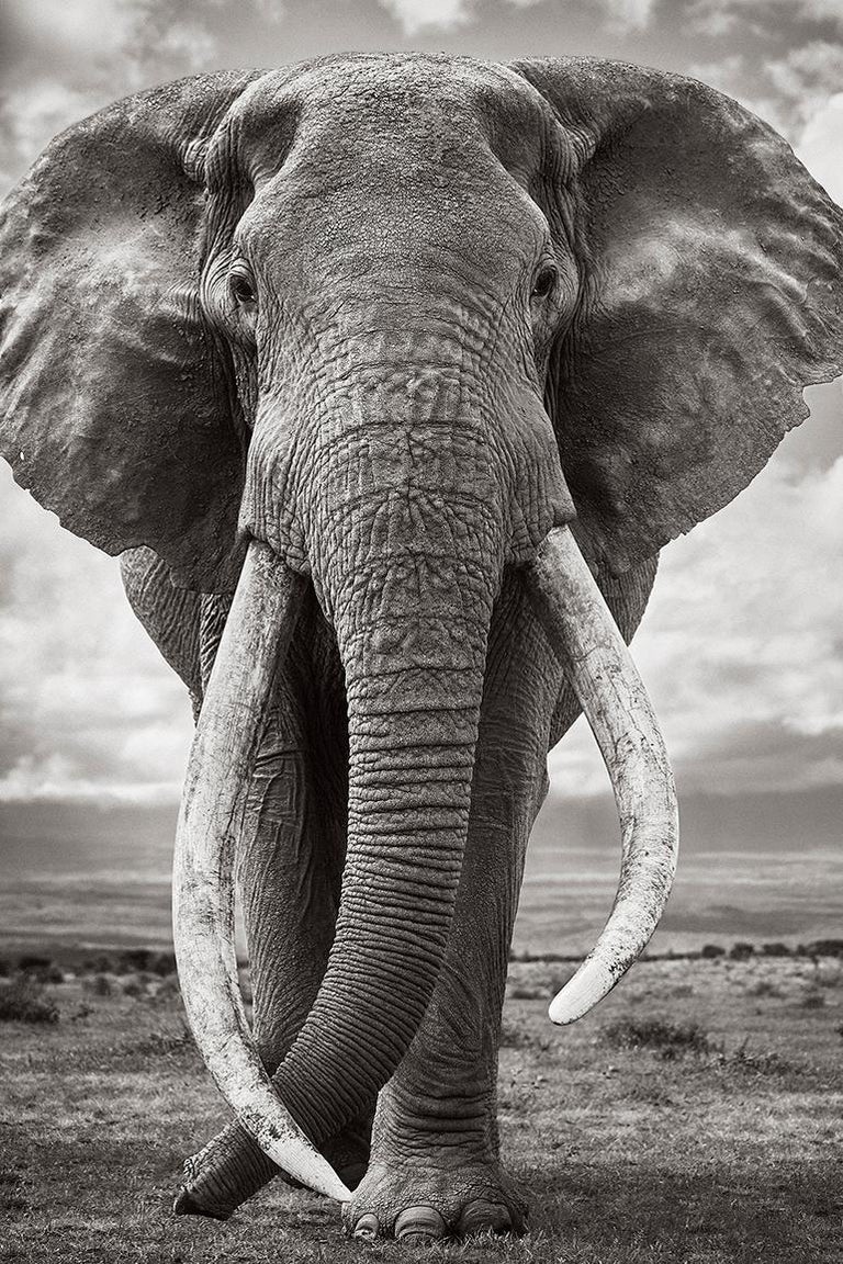Drew Doggett Portrait of a Super Tusk Elephant, Iconic, Classic